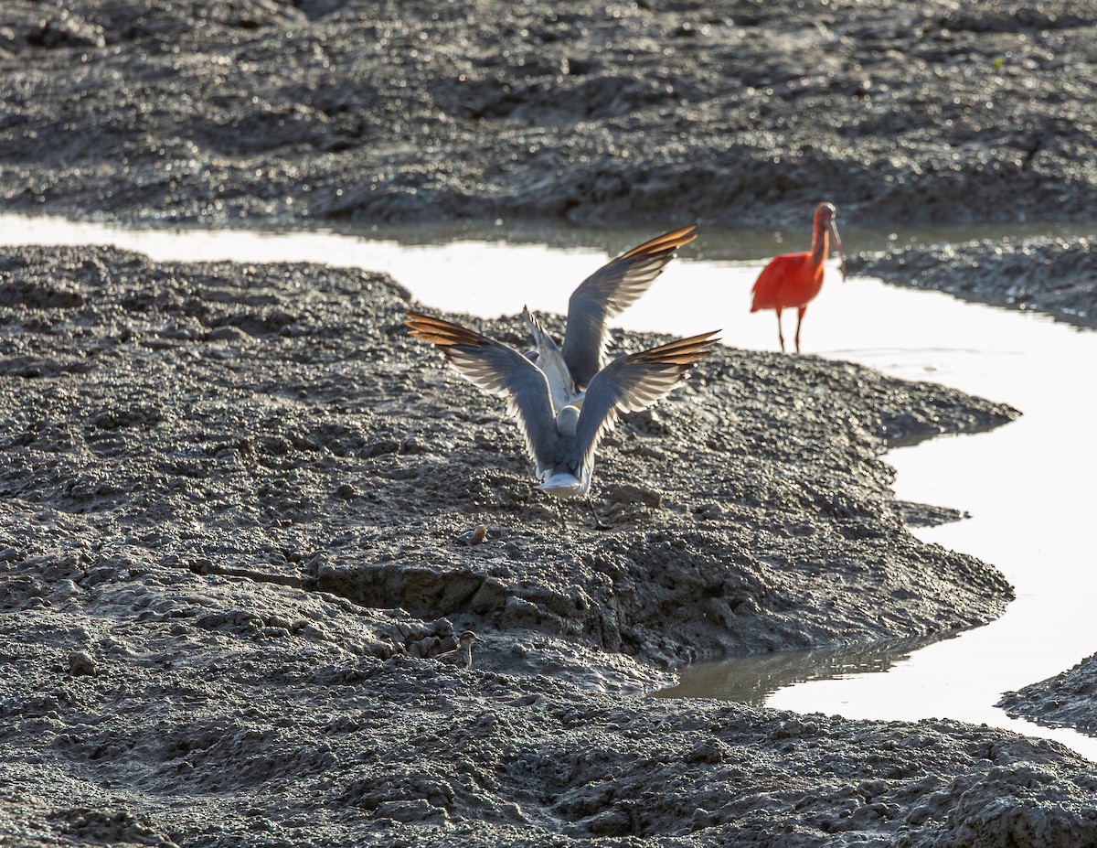 שחף צוחק - ML646544021