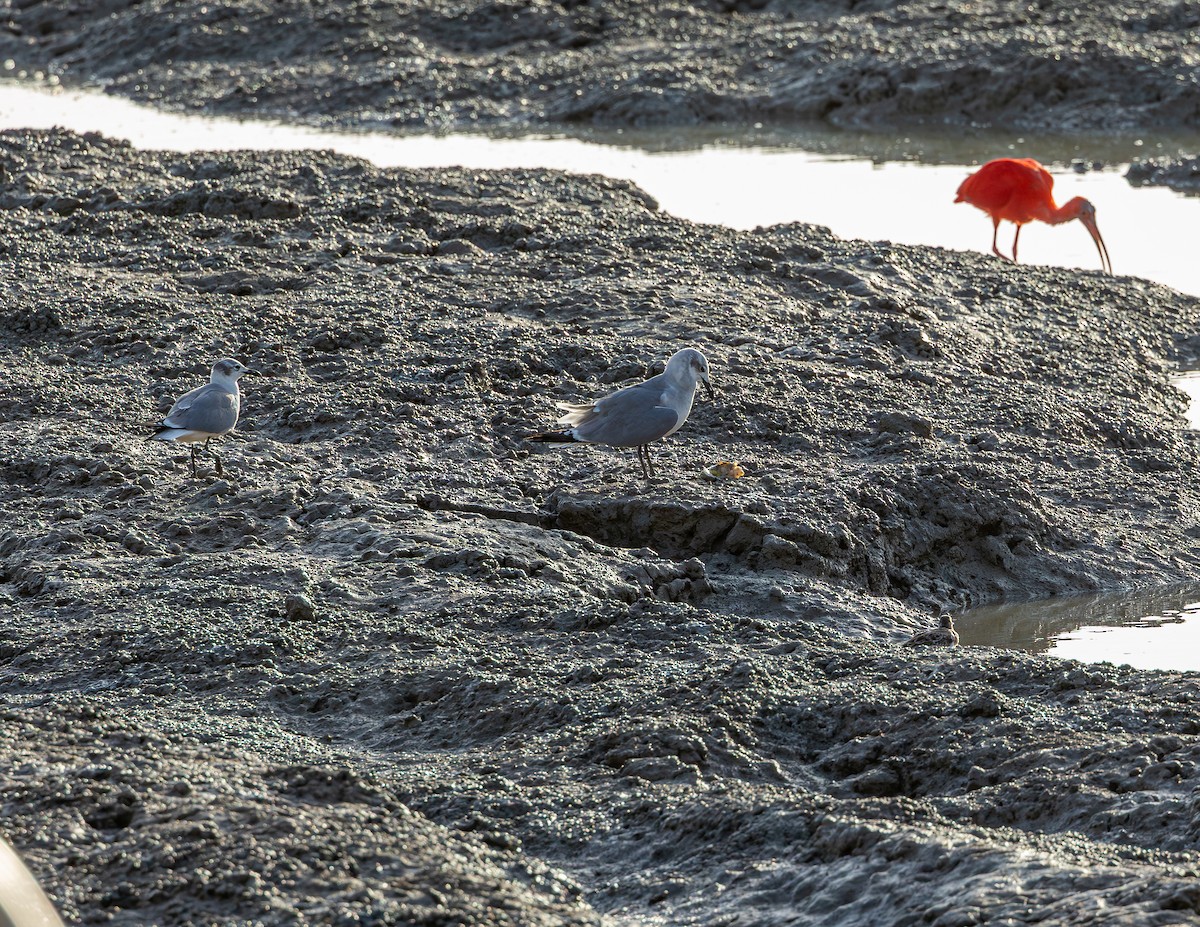 שחף צוחק - ML646544022