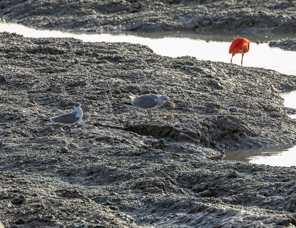 שחף צוחק - ML646544023
