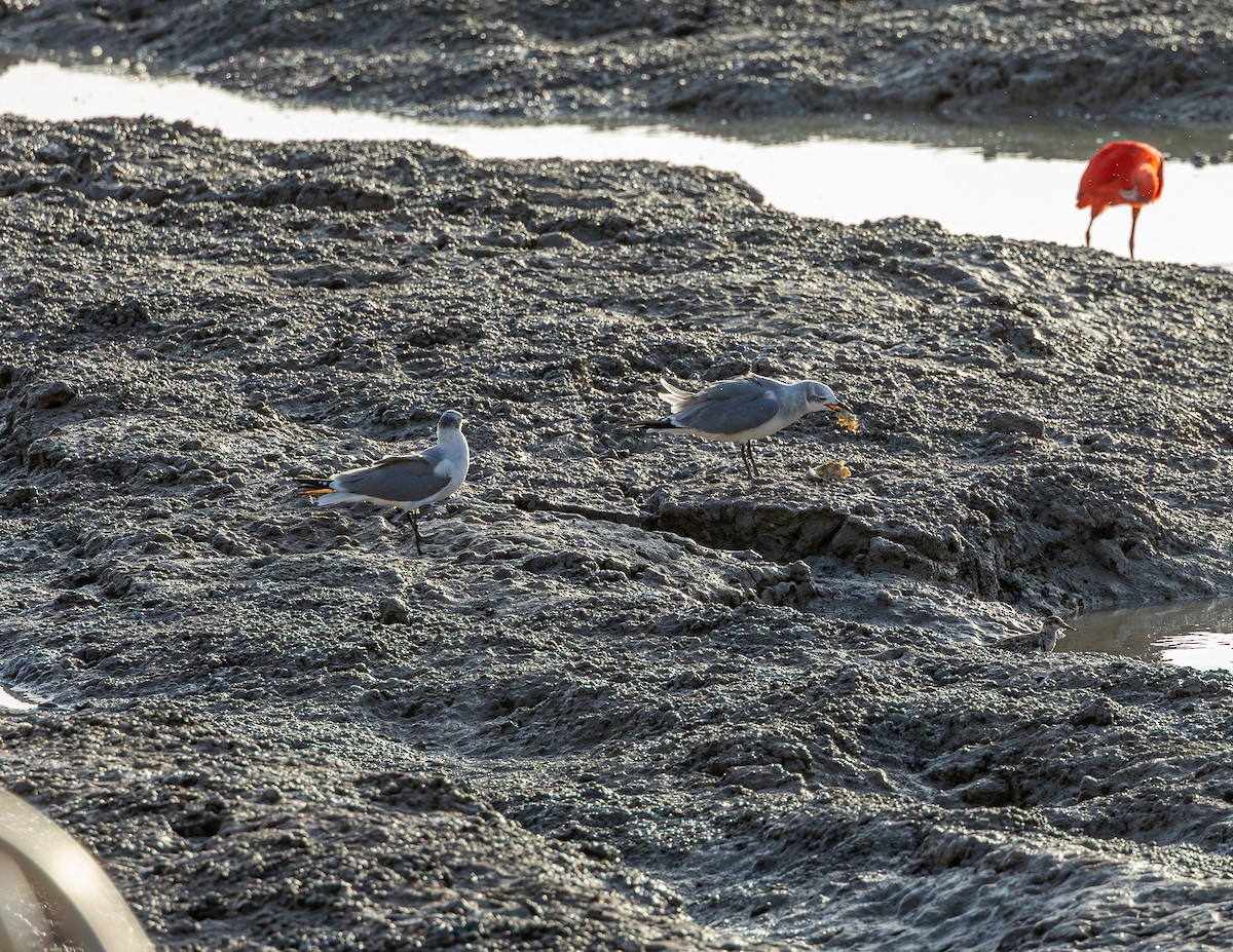 שחף צוחק - ML646544024