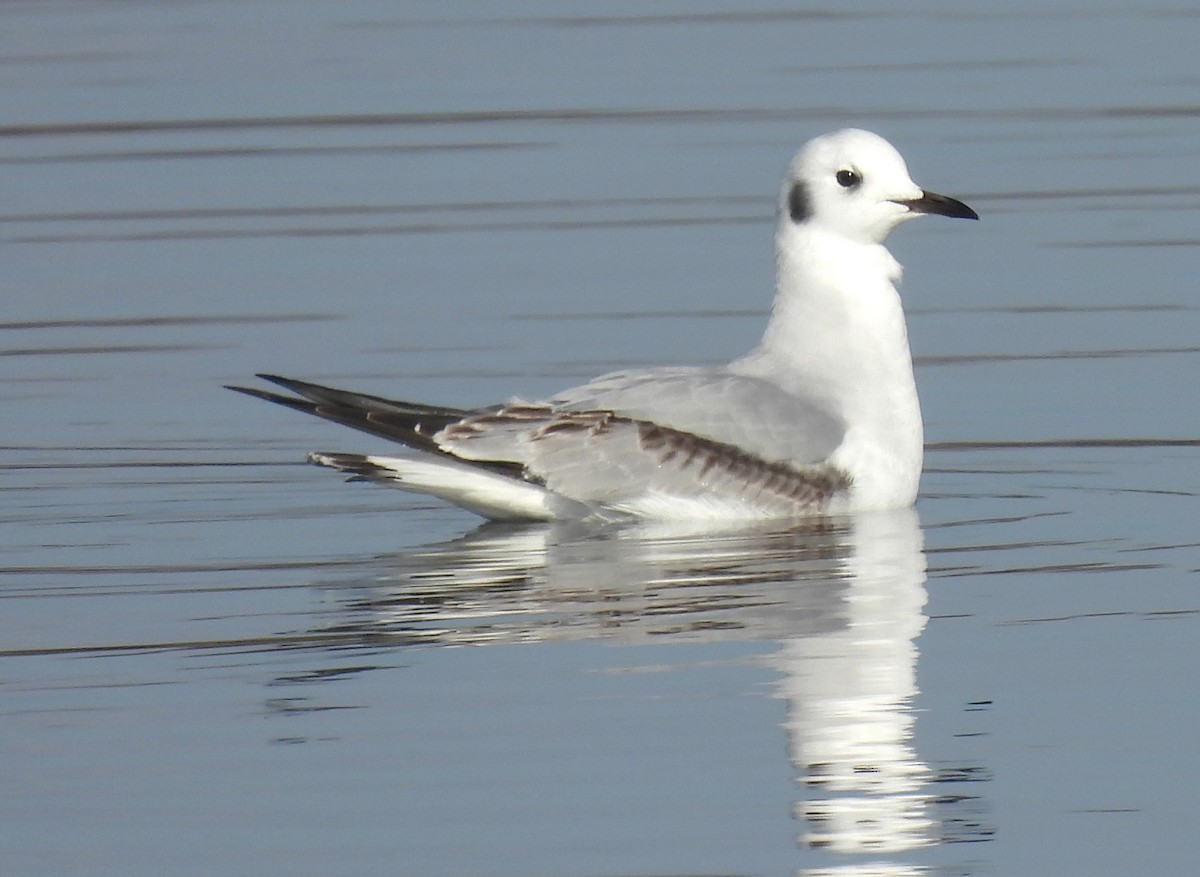 Bonaparte's Gull - ML646544028