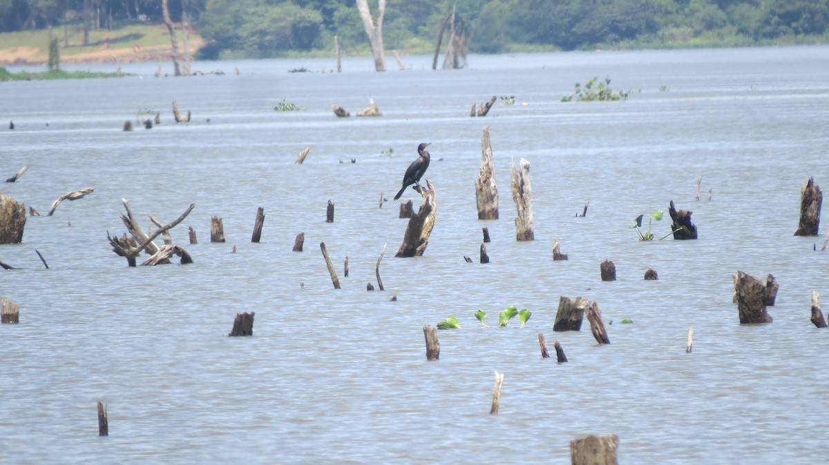 Neotropic Cormorant - ML646544029