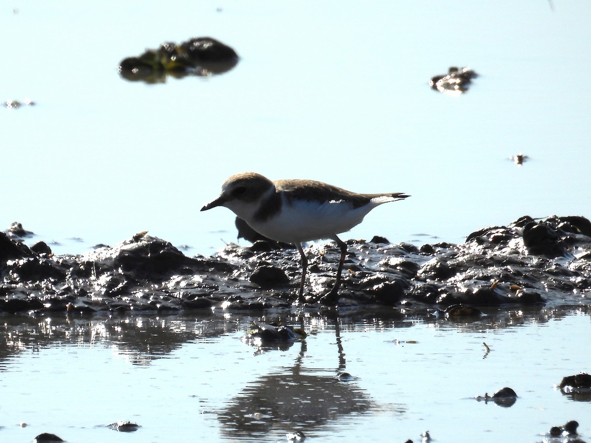 Fratino - ML646544032