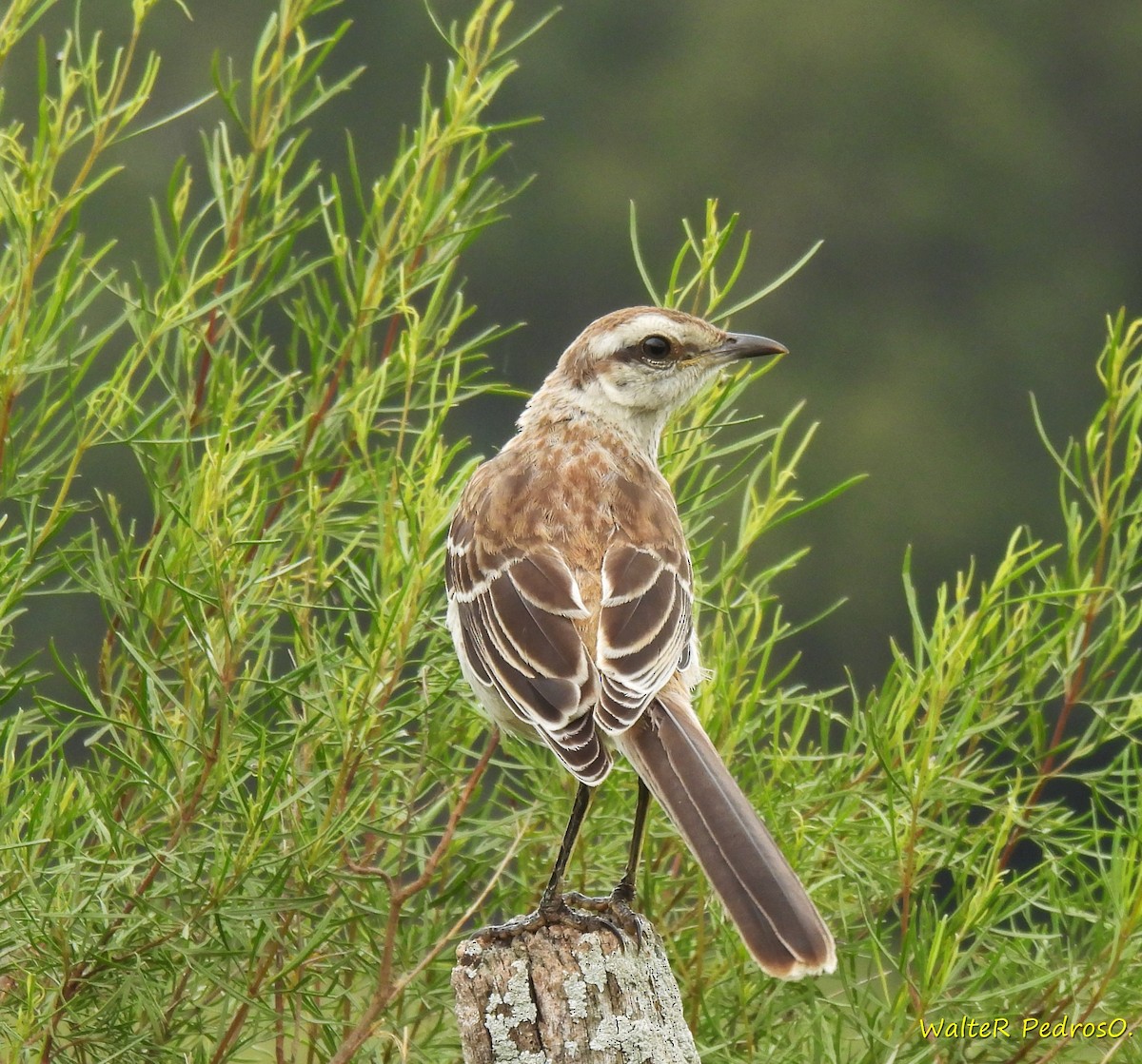 Camposspottdrossel - ML646544039