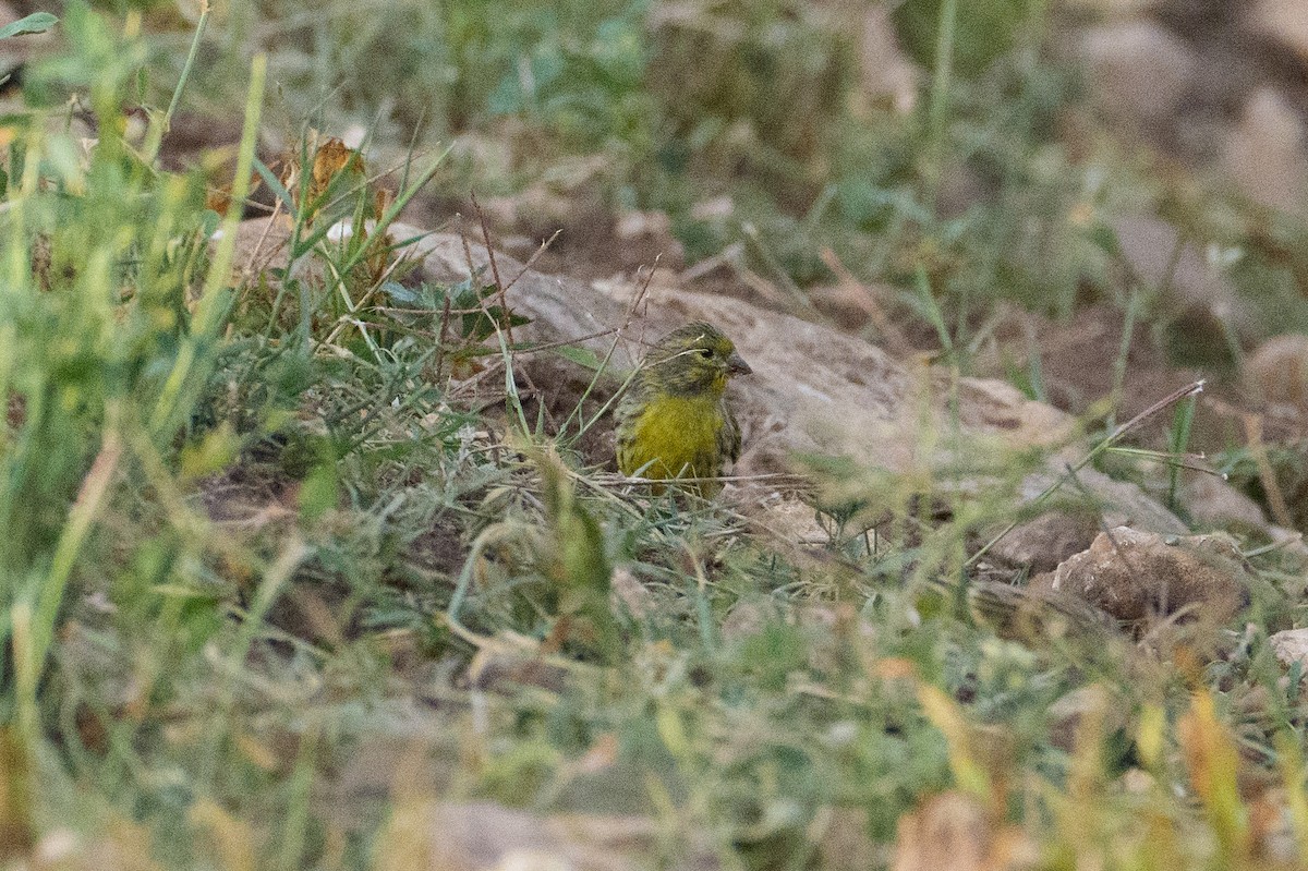 בזבוז אירופי - ML646544040