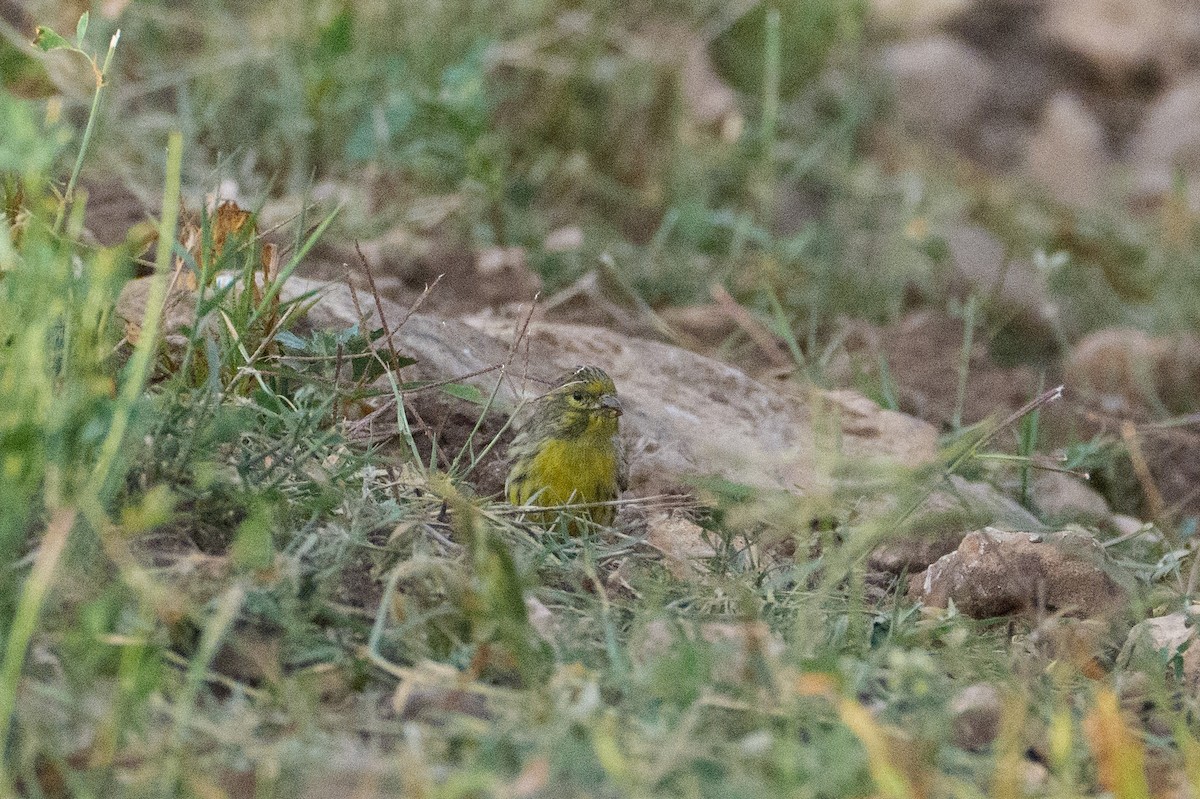 בזבוז אירופי - ML646544041