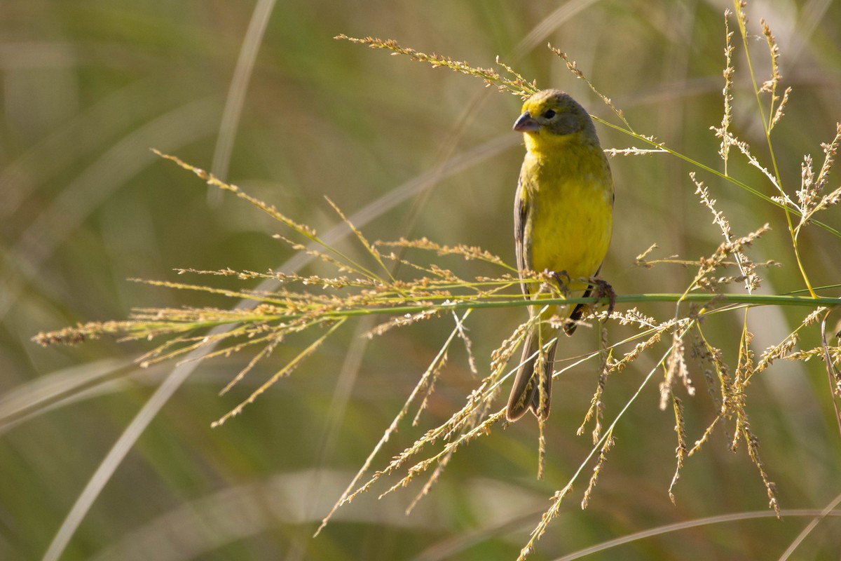 Grassland Yellow-Finch - ML646544045