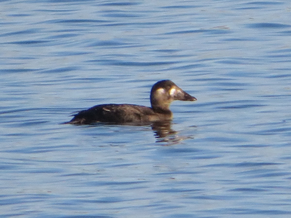 Surf Scoter - ML646544048