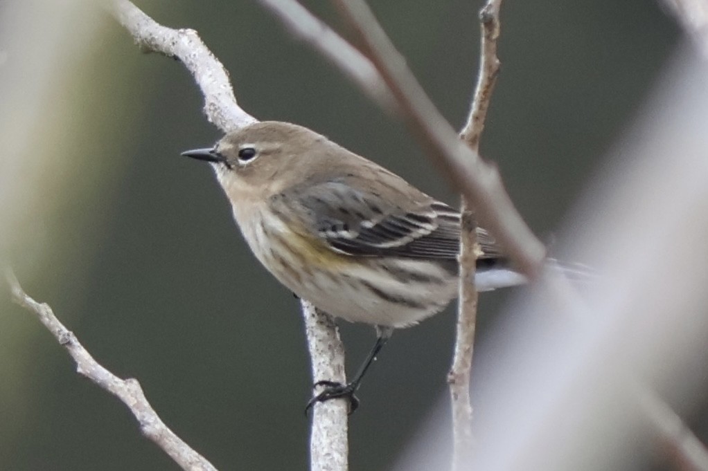 Yellow-rumped Warbler - ML646544056