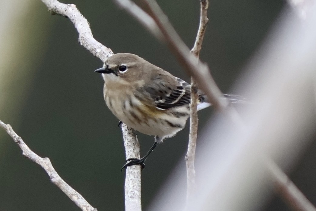 Yellow-rumped Warbler - ML646544057