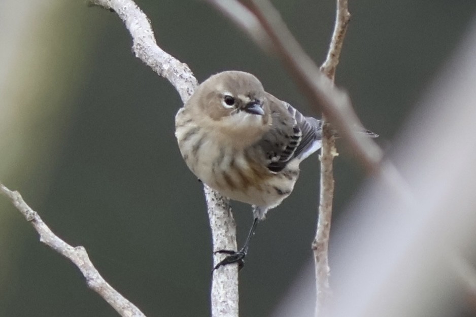 Yellow-rumped Warbler - ML646544058