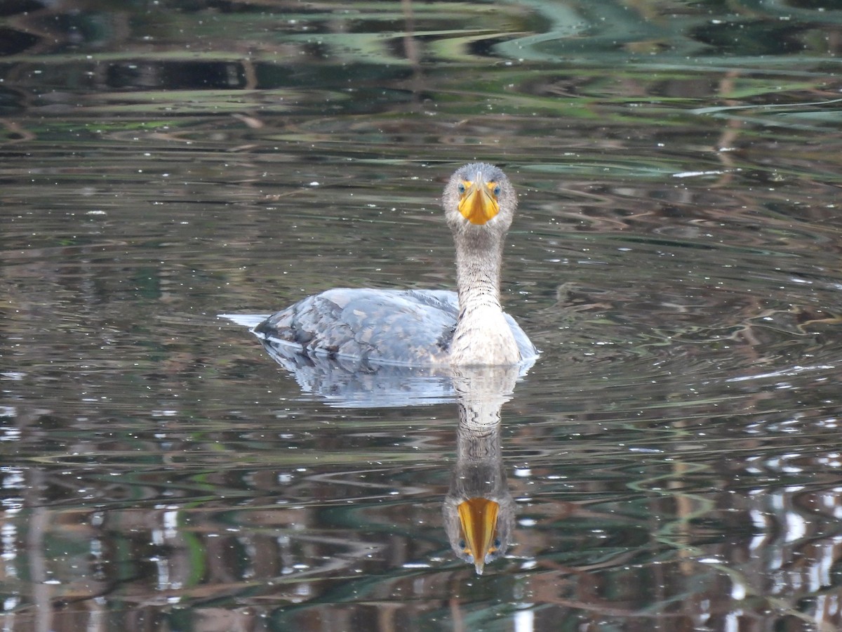 Double-crested Cormorant - ML646544059