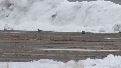 Kestane Boğazlı Çinte - ML646544060