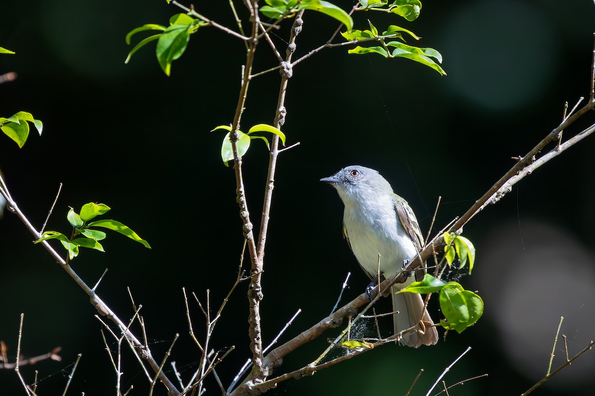 Gray-headed Elaenia - ML646544063