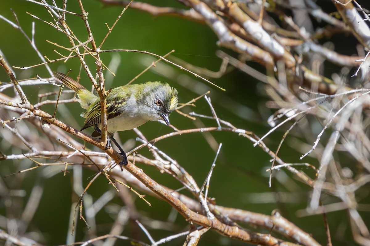 Gray-headed Elaenia - ML646544064