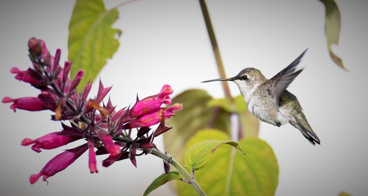 Black-chinned Hummingbird - ML646544065