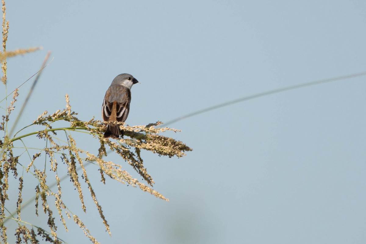 Marsh Seedeater - ML646544066