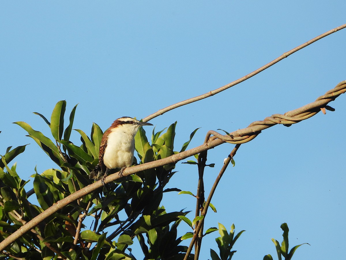 Rufous-backed Wren - ML646544068