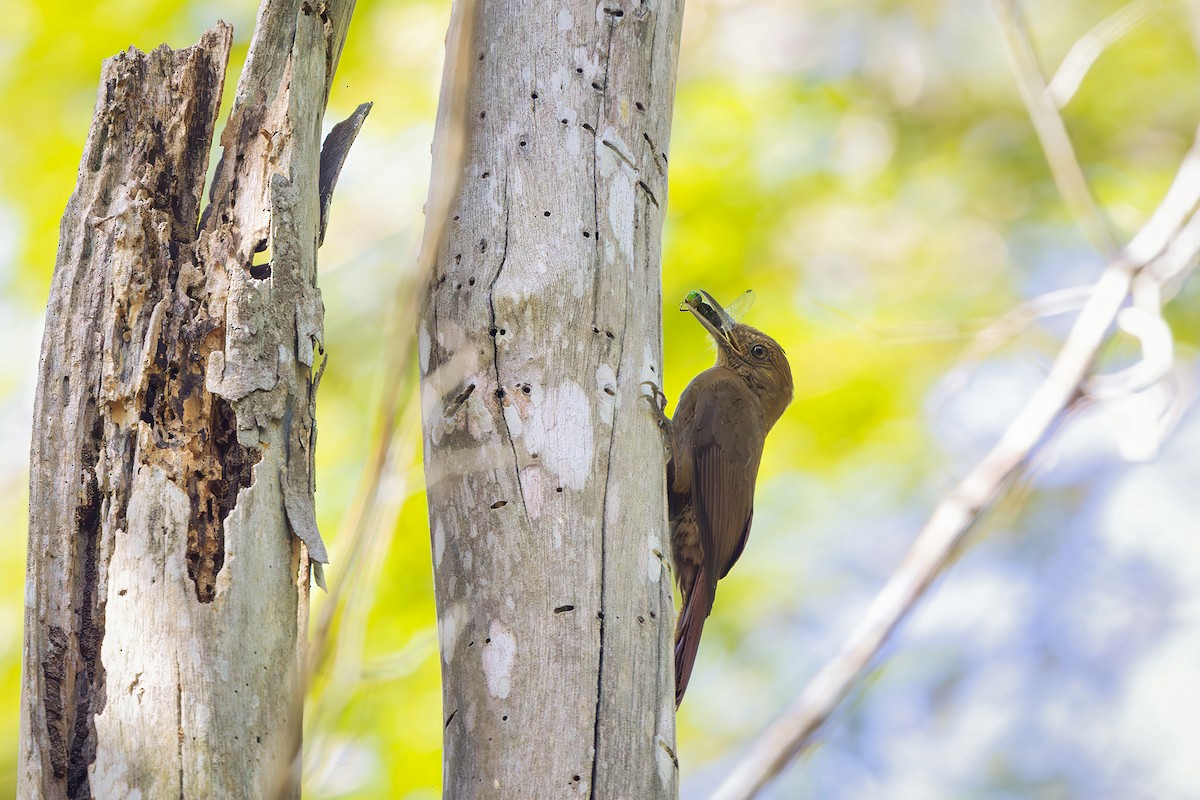 Trepatroncos Turdino - ML646544071