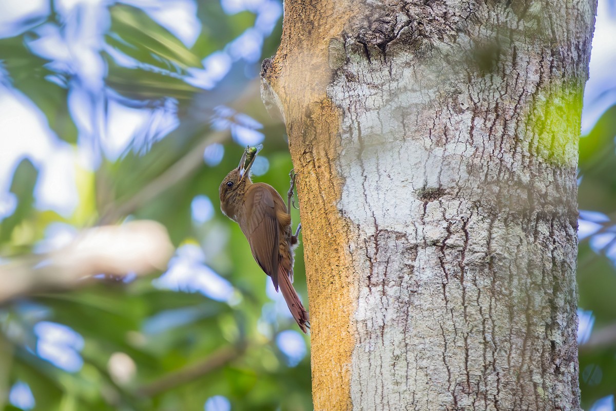 Trepatroncos Turdino - ML646544072