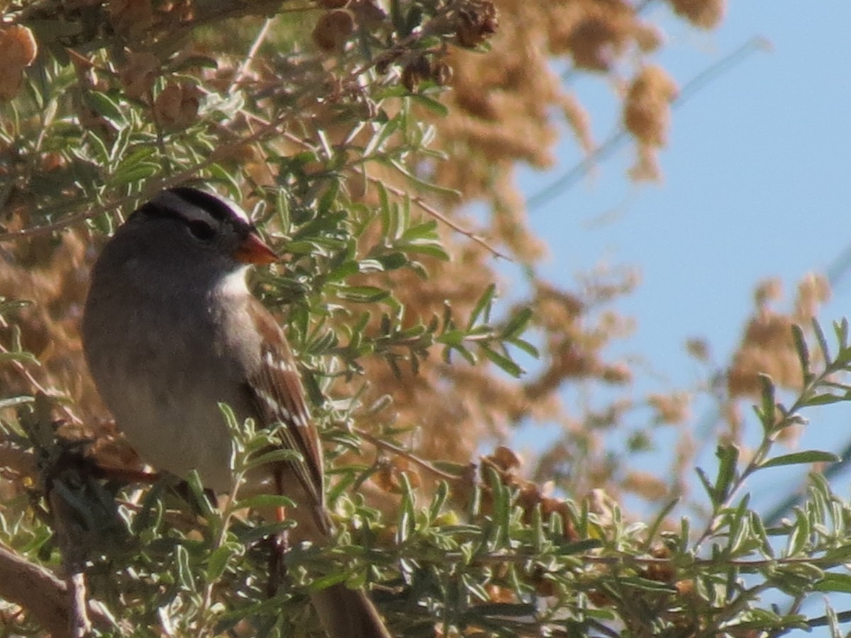 Chingolo Coroniblanco (gambelii) - ML646544073
