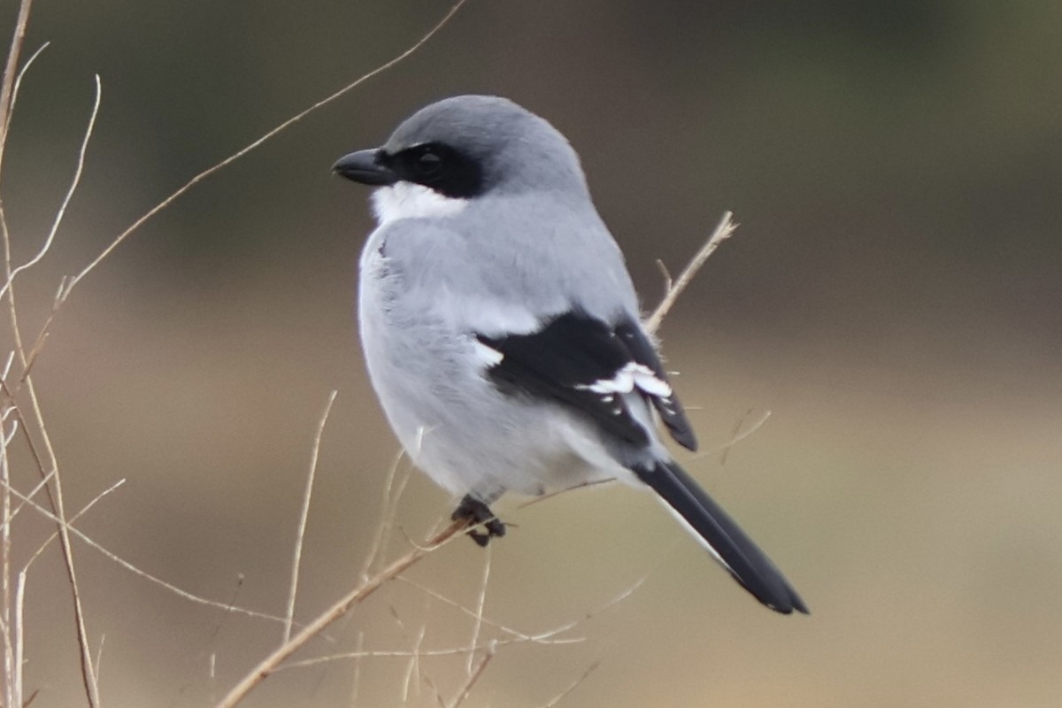 Loggerhead Shrike - ML646544076