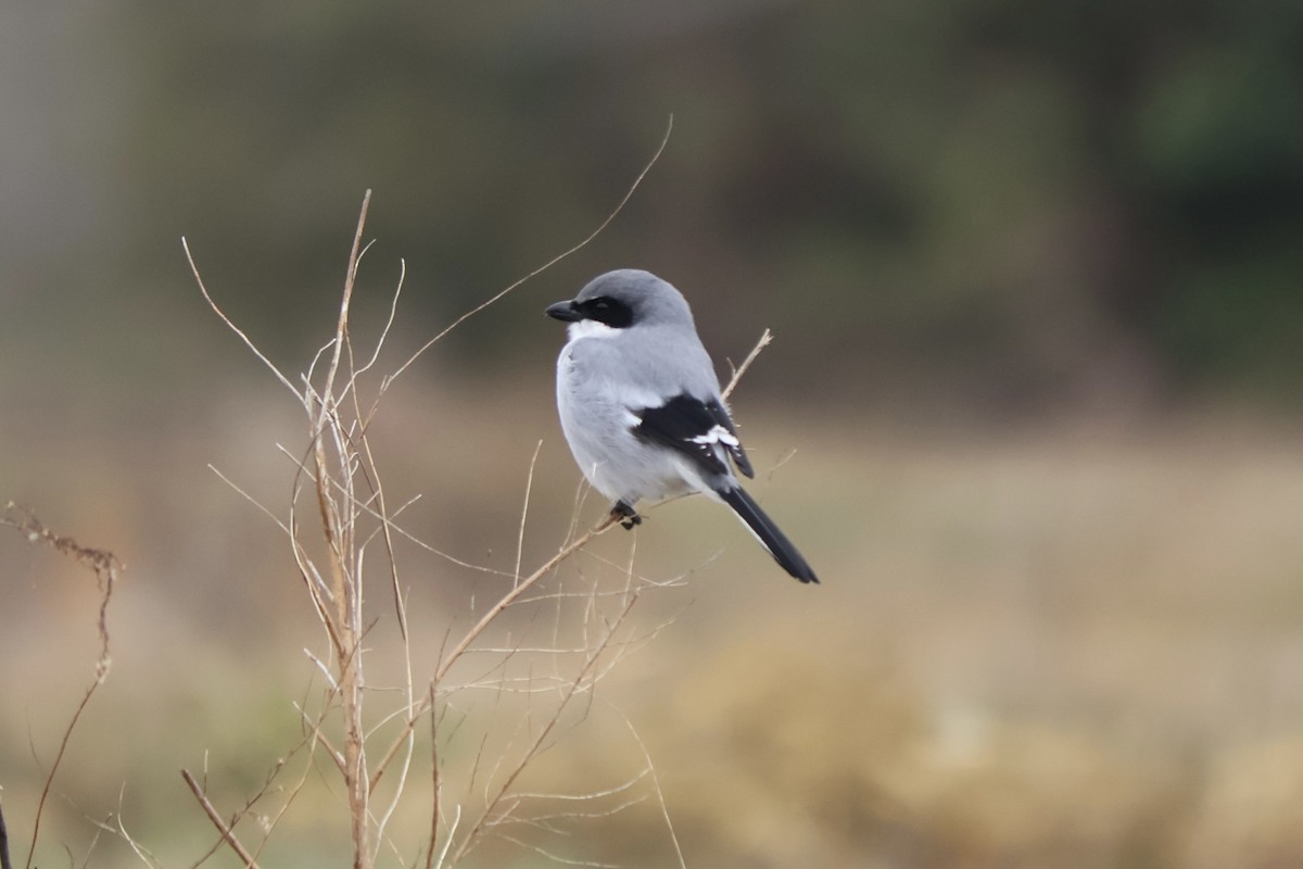 Loggerhead Shrike - ML646544077