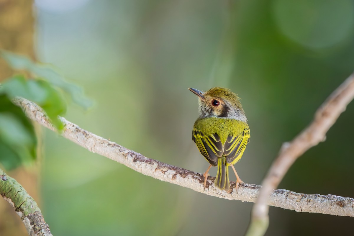 Microtyran oreillard - ML646544080