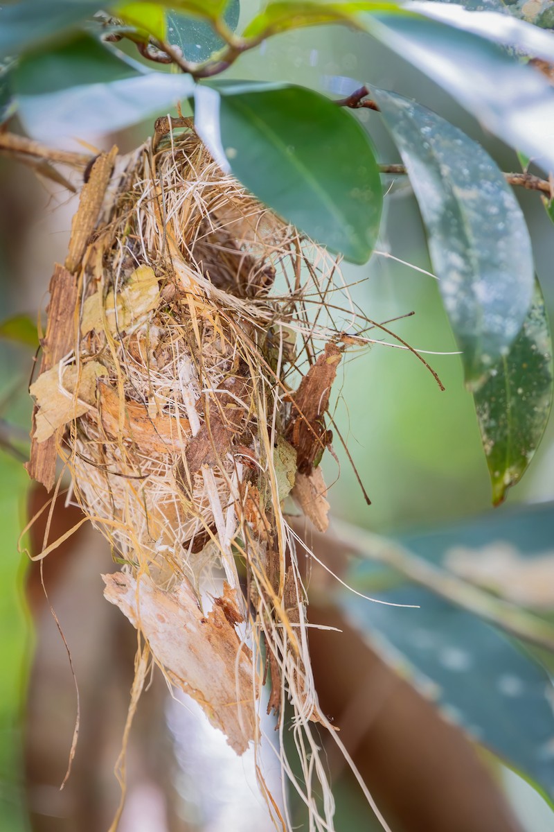 Microtyran oreillard - ML646544081