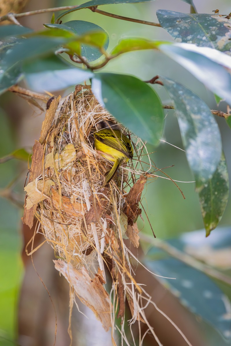 Microtyran oreillard - ML646544082