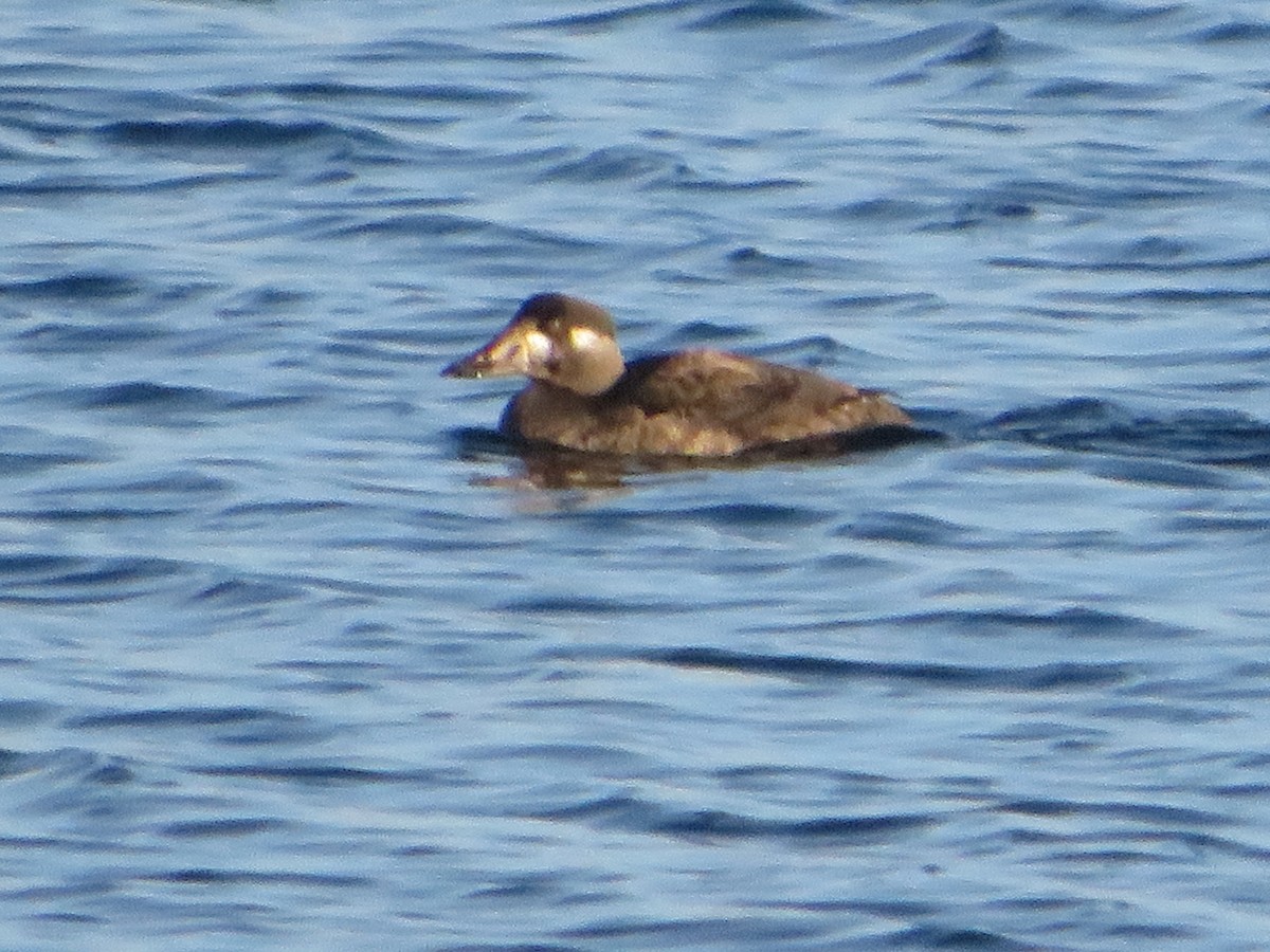 Surf Scoter - ML646544083
