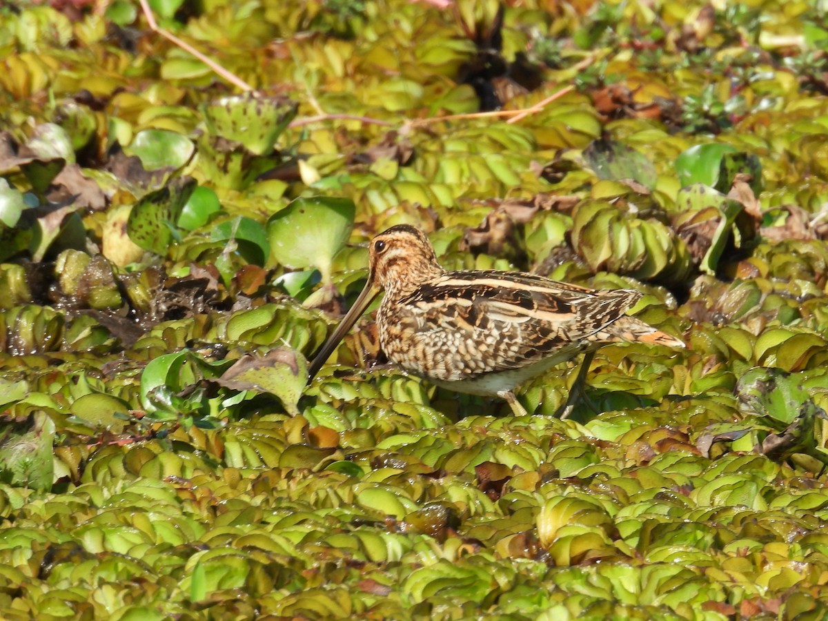 Beccaccino - ML646544090