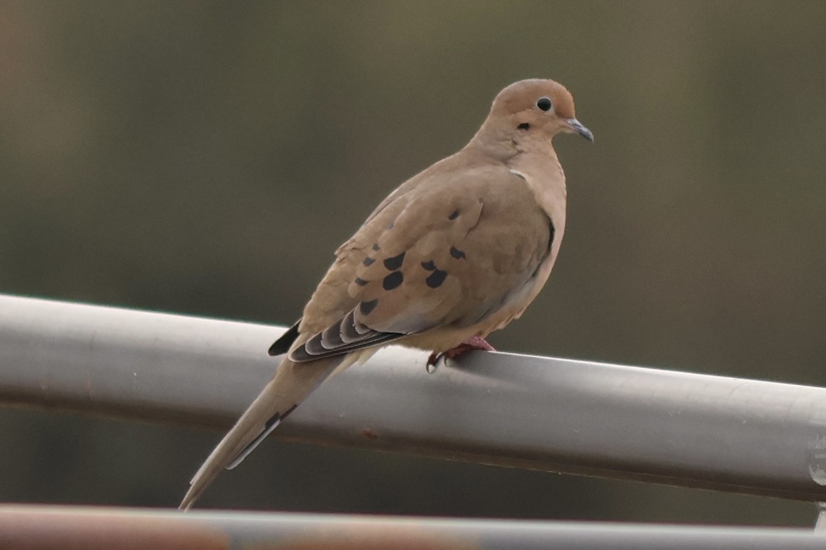 Mourning Dove - ML646544097