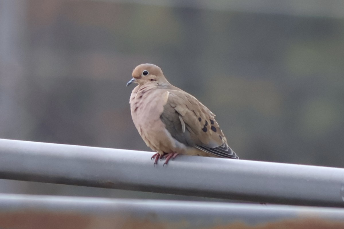Mourning Dove - ML646544098