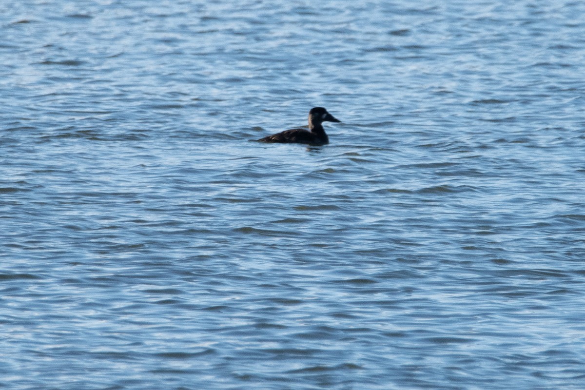 Surf Scoter - ML646544099