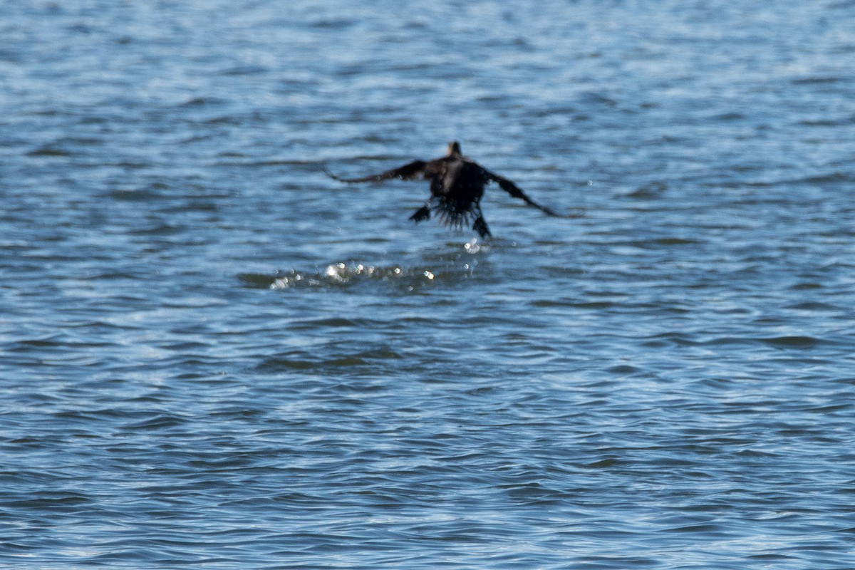 Surf Scoter - ML646544100