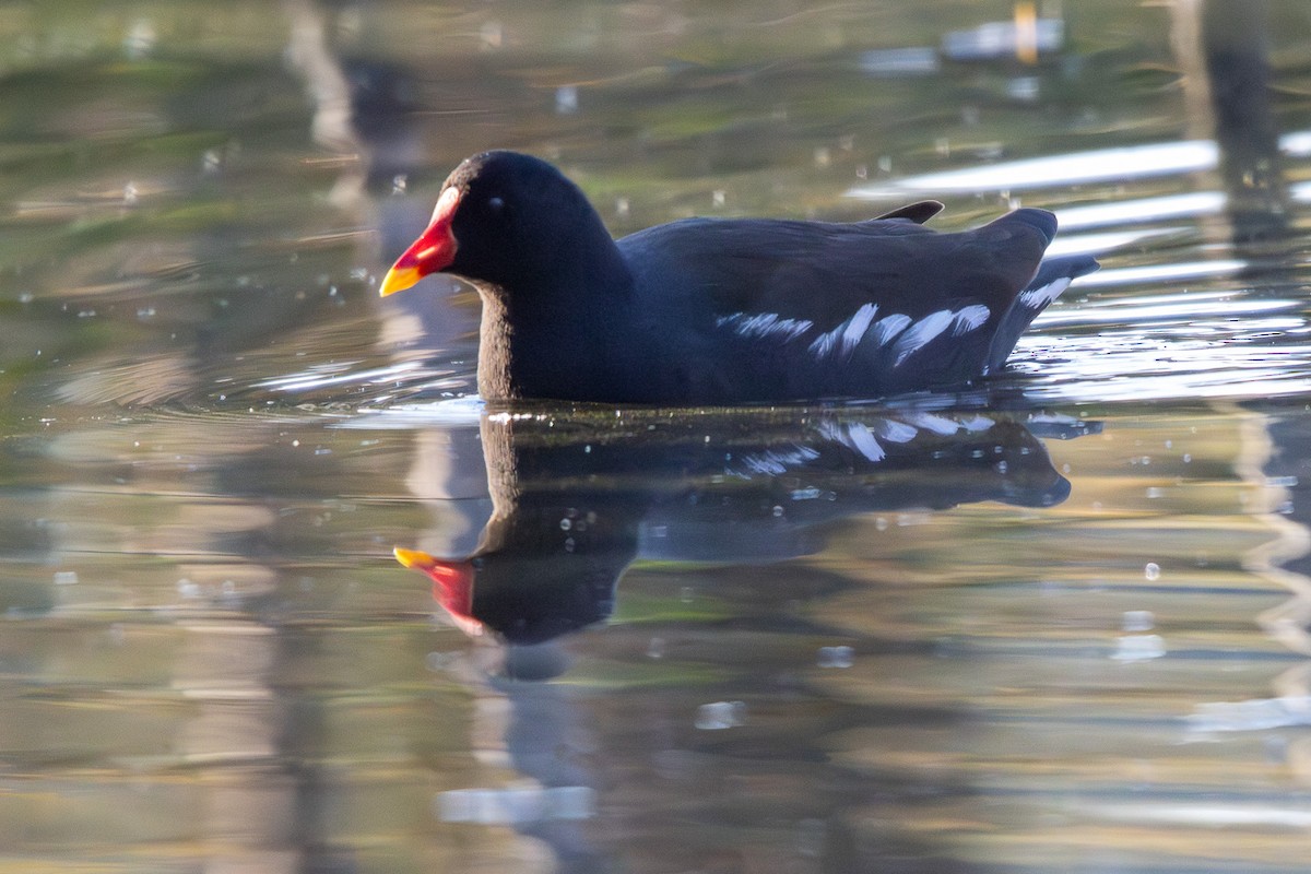 Eurasian Moorhen - ML646544103