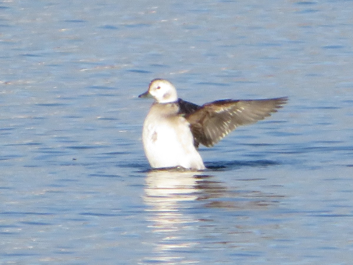 Long-tailed Duck - ML646544108