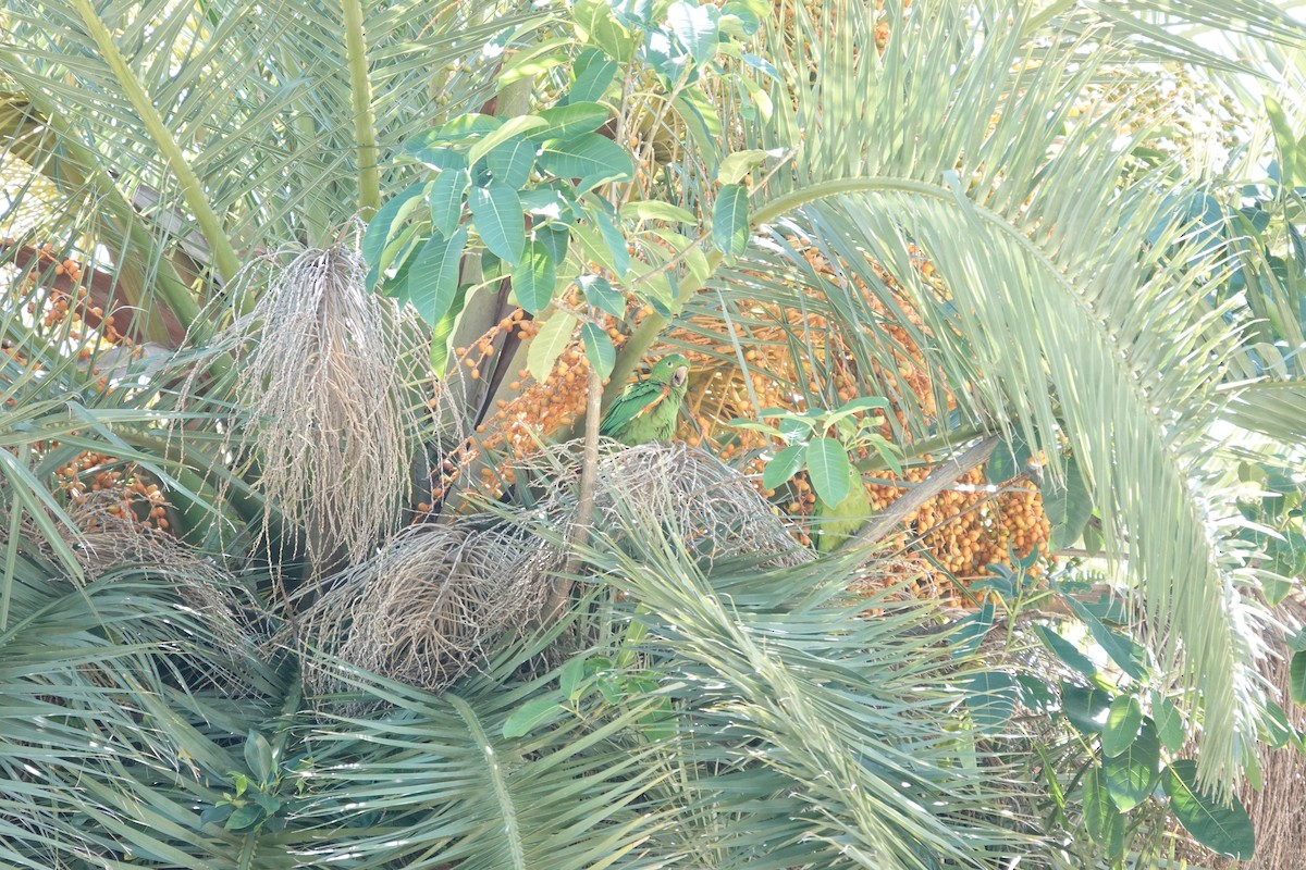 White-eyed Parakeet - ML646544109