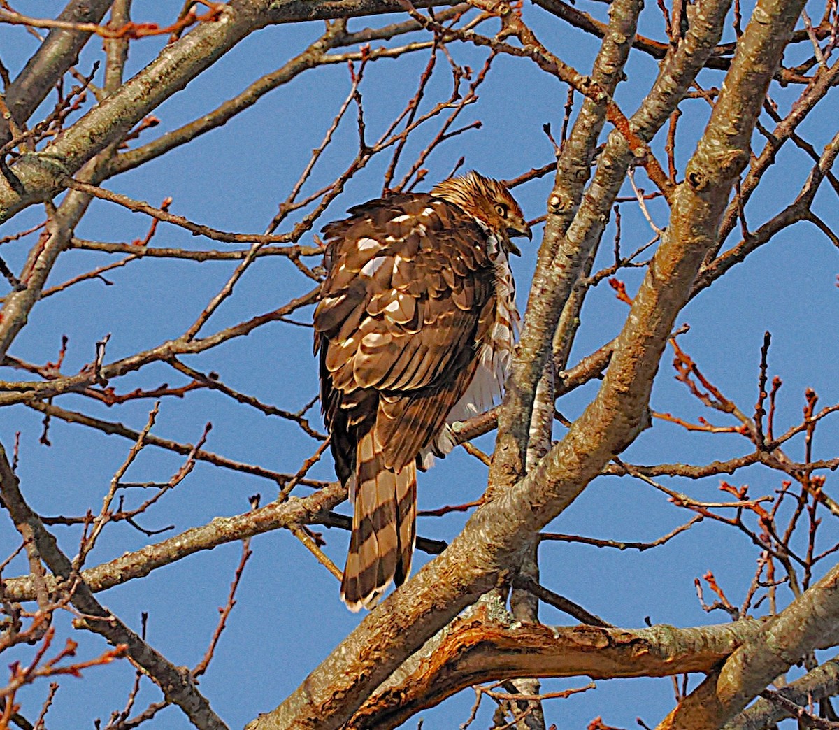 Cooper's Hawk - ML646544112