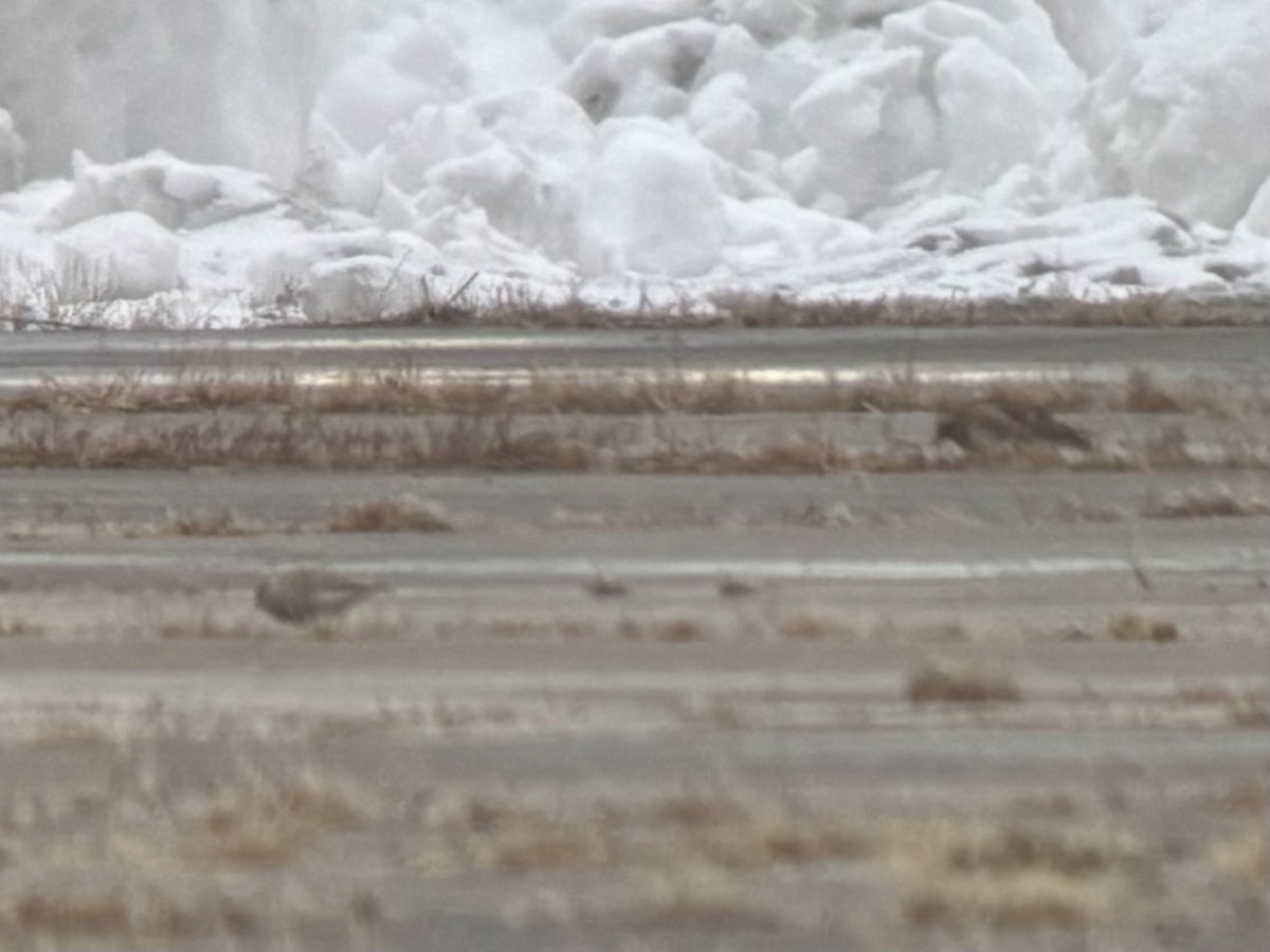 Kestane Boğazlı Çinte - ML646544119