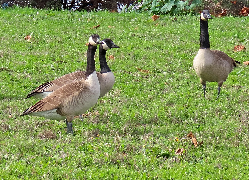 Canada Goose - ML646544123