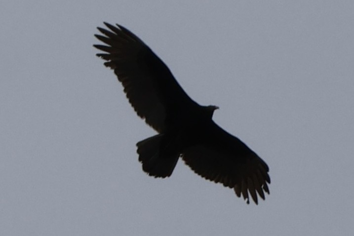 Turkey Vulture - ML646544124
