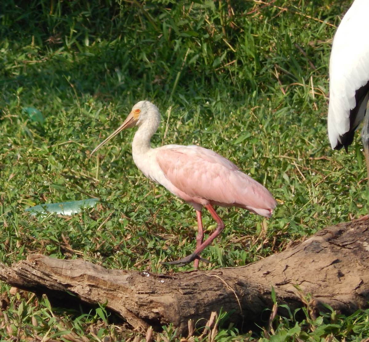 Rosalöffler - ML646544126