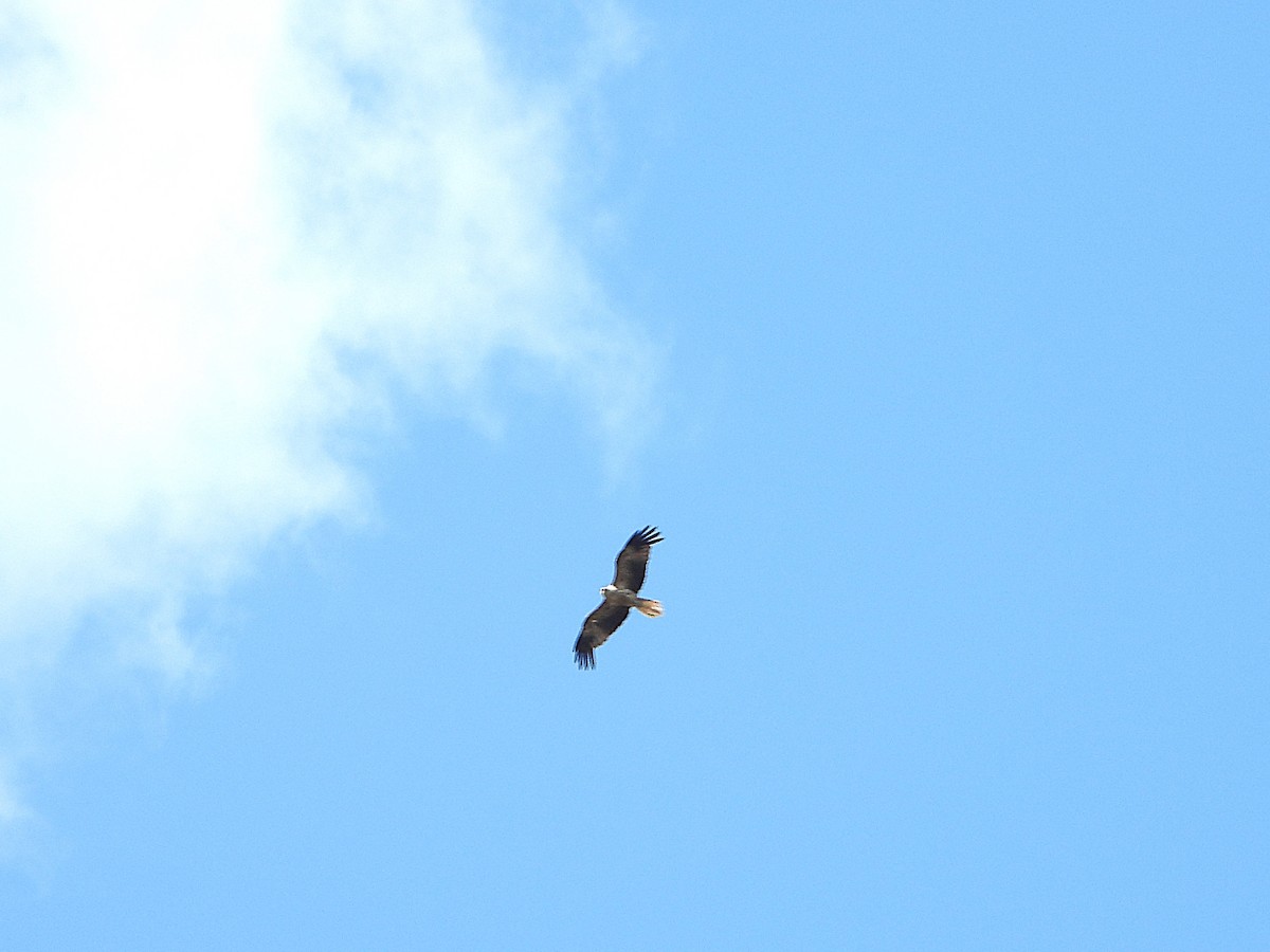 Whistling Kite - ML646544129