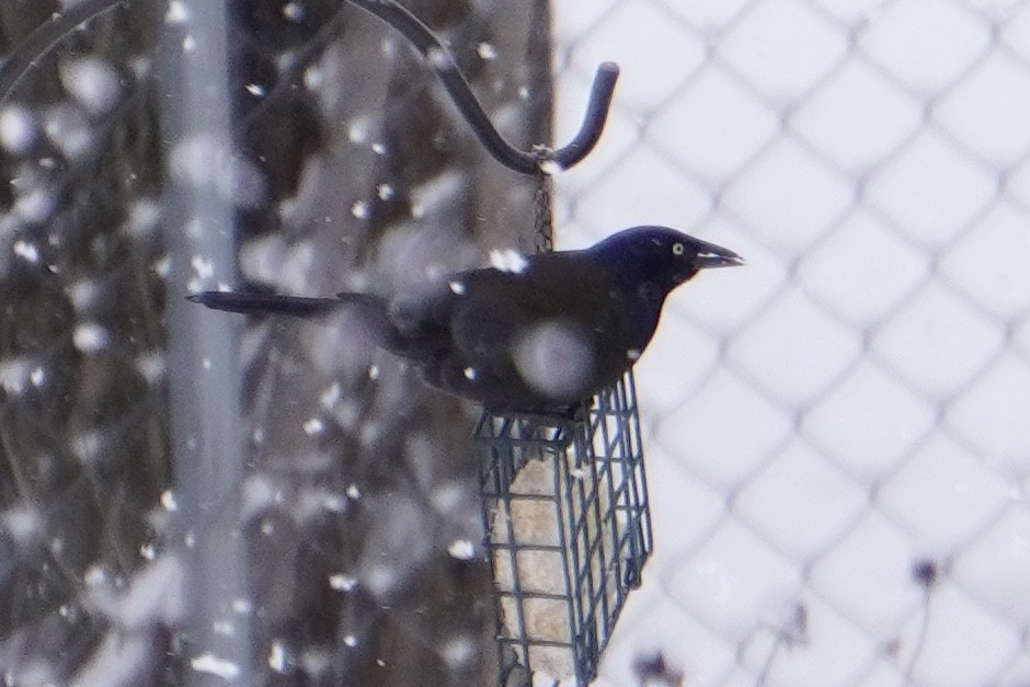 Zanate Común - ML646544130