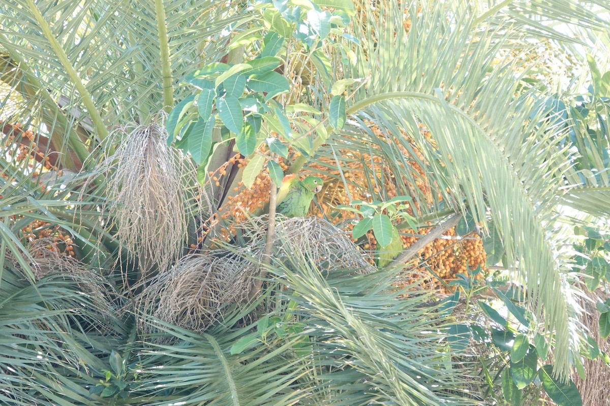 White-eyed Parakeet - ML646544131