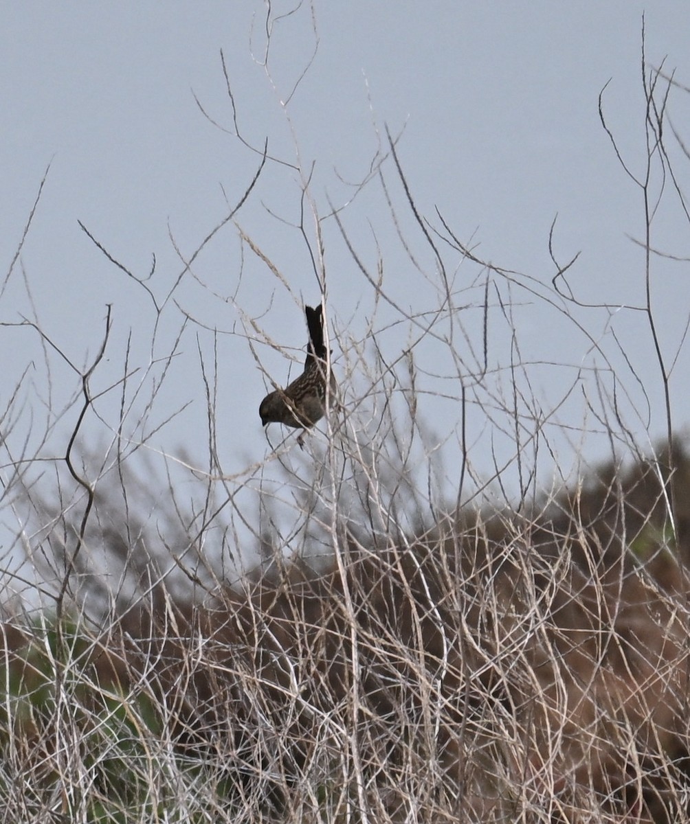 Song Sparrow - ML646544140