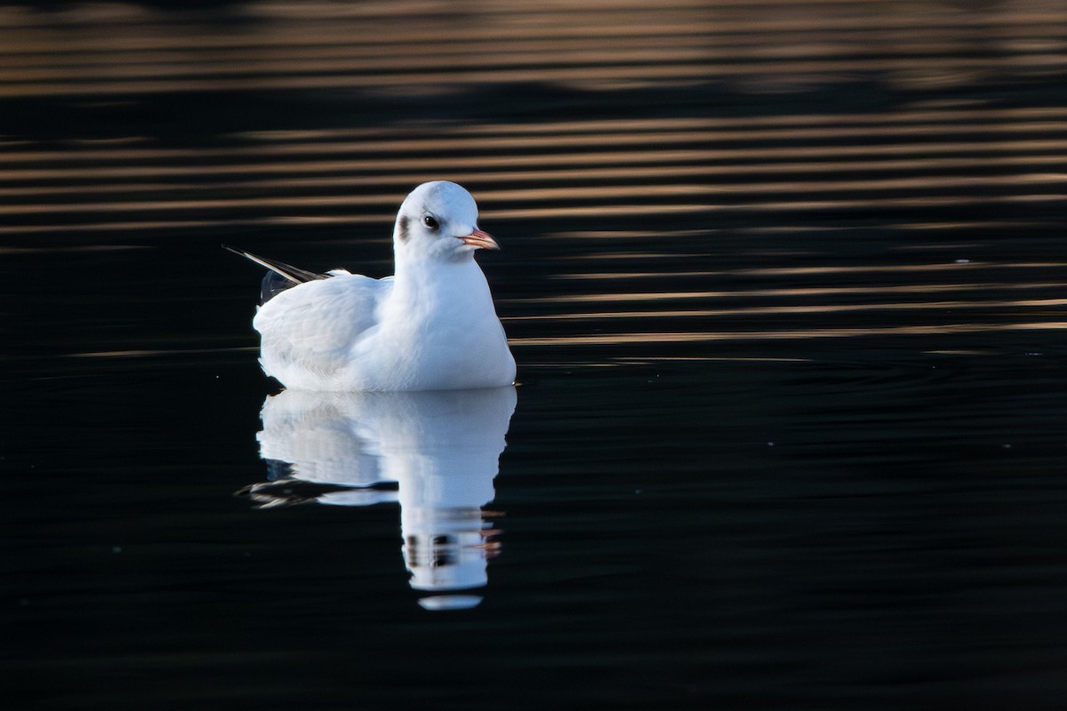 Black-headed Gull - ML646544141