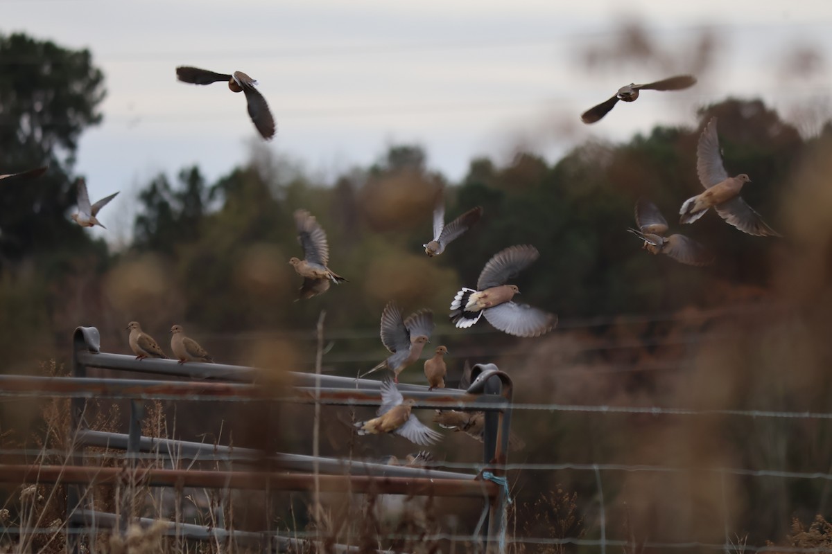 Mourning Dove - ML646544142